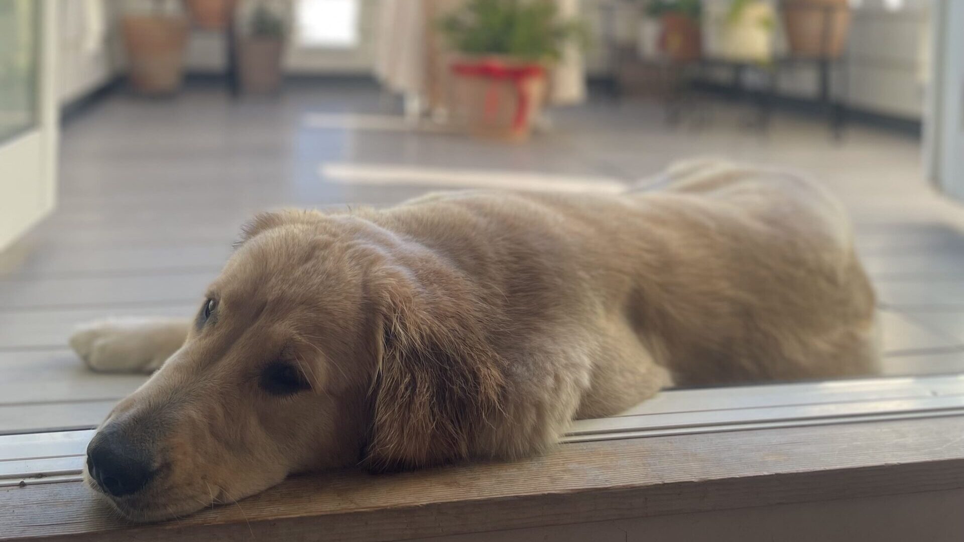 テラスでくつろぐゴールデンレトリーバー