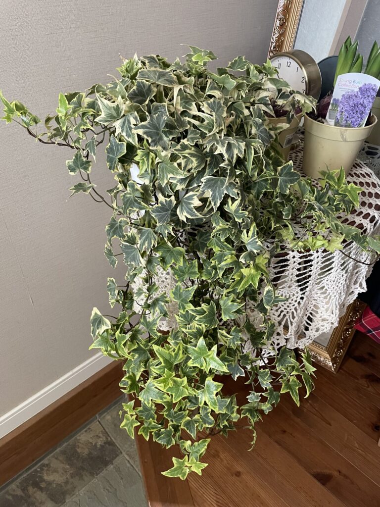 トピアリーに使用したアイビーの鉢植え