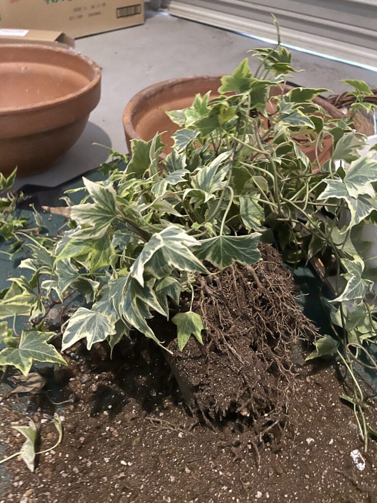 アイビーのトピアリーの作り方。アイビーを株分。