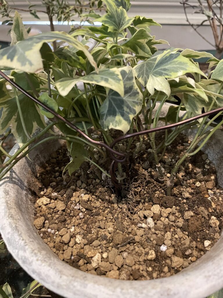 針金を根本に刺す。