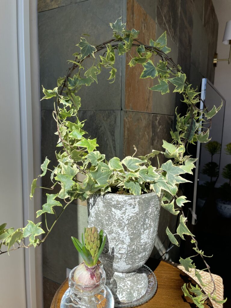 アイビーのトピアリーの仕立て方