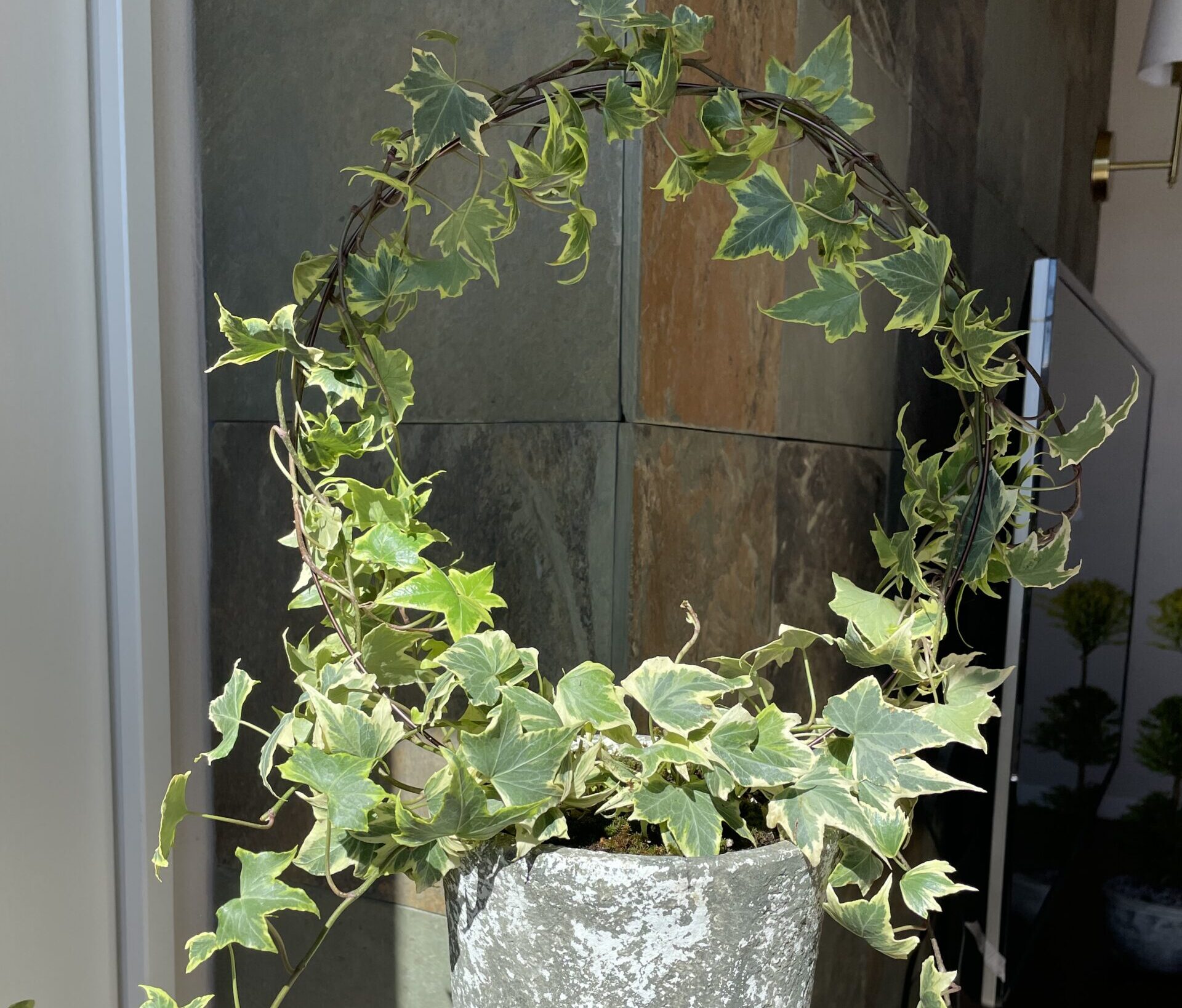 アイビーのトピアリーの仕立て方