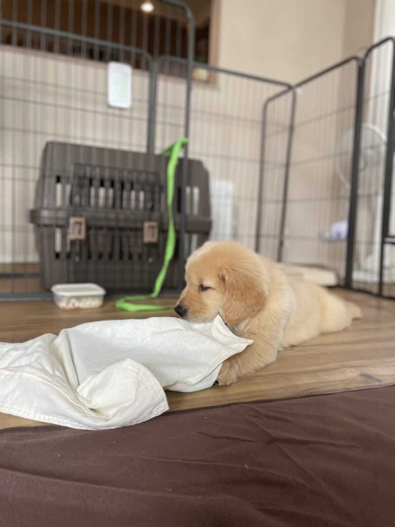 ゴールデンレトリーバーの子犬
