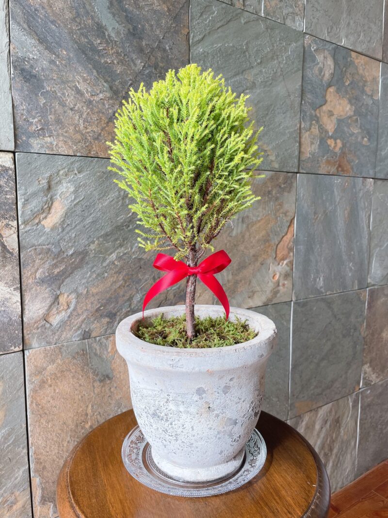 室内に置いたゴールドクレストのトピアリー。赤いリボンでクリスマス仕様に。