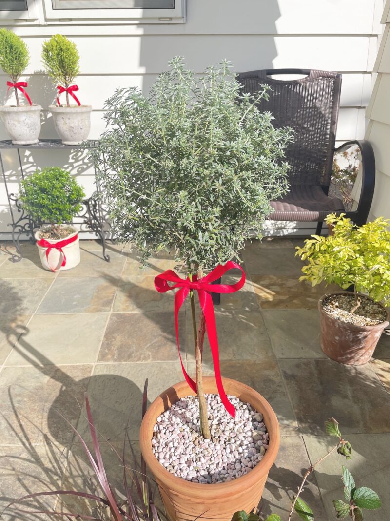 ウェストリンギアのトピアリーに赤いリボンを結んで装飾。