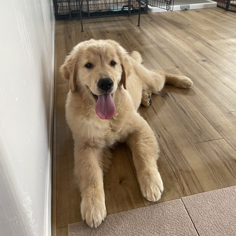 ゴールデンレトリーバー子犬