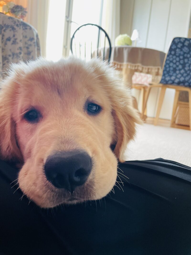 ゴールデンレトリーバーのジンジャー