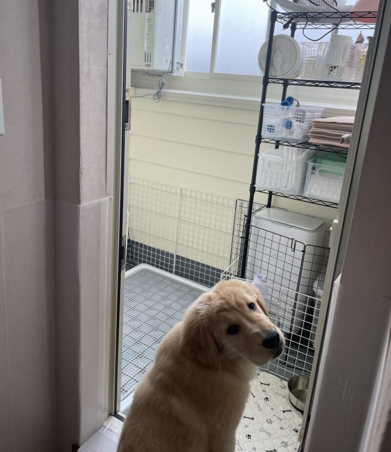 サンルームに置いた犬のトイレ
