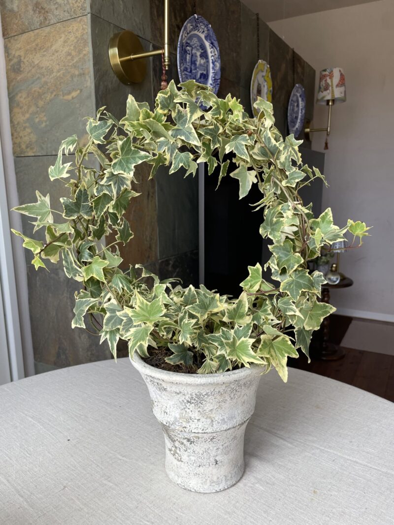 大きくなったアイビートピアリー