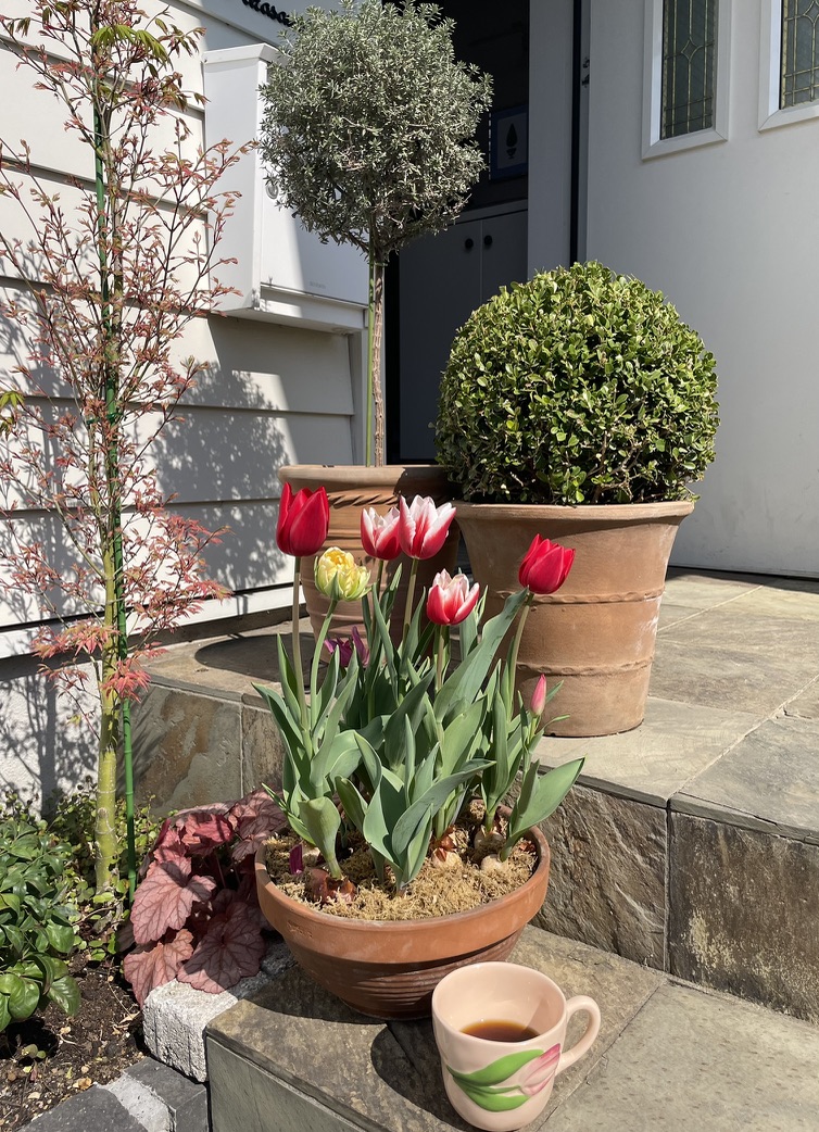 ボックスウッドとチューリップ