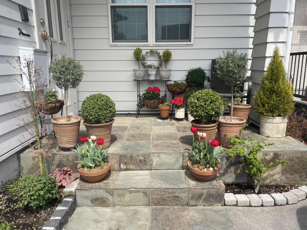 ボックスウッド春