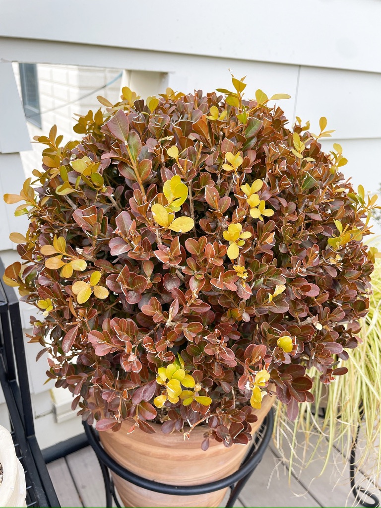 ボックスウッド冬