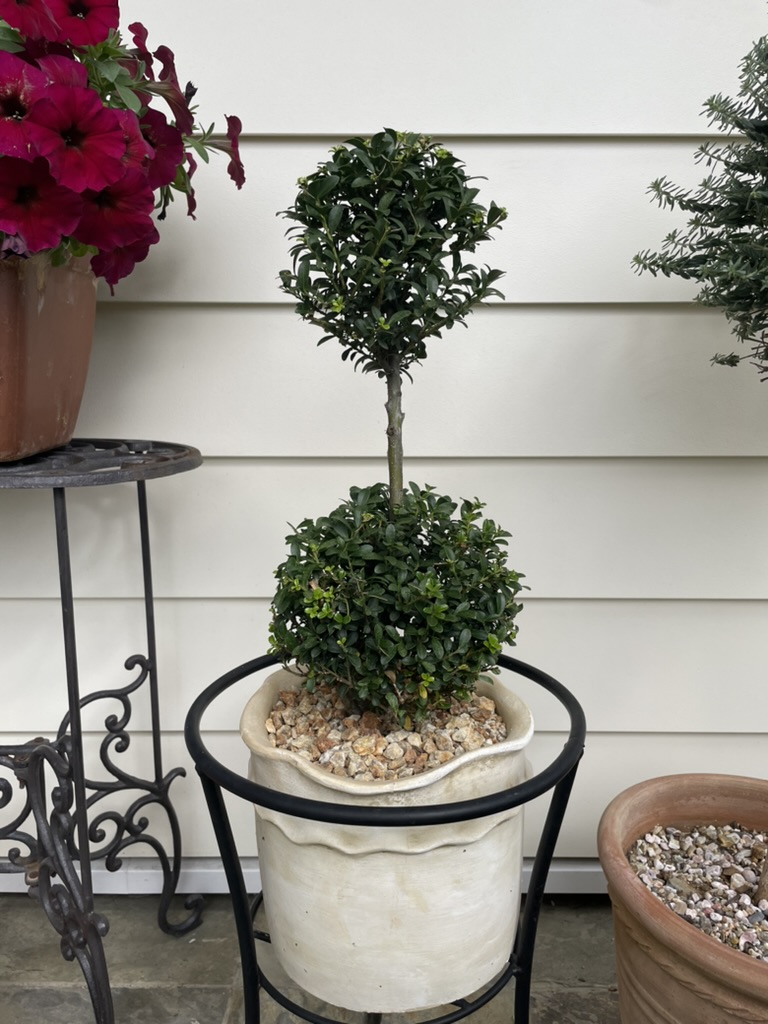 豆柘植のトピアリー