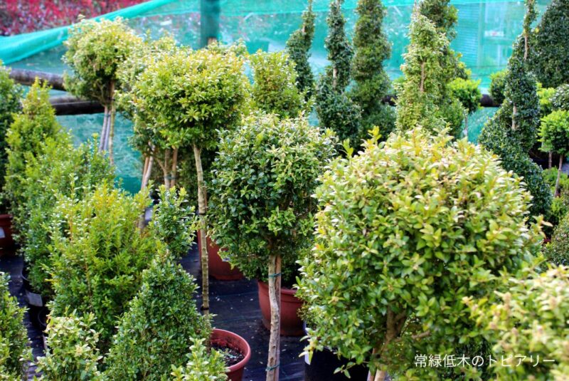 常緑低木のトピアリー
