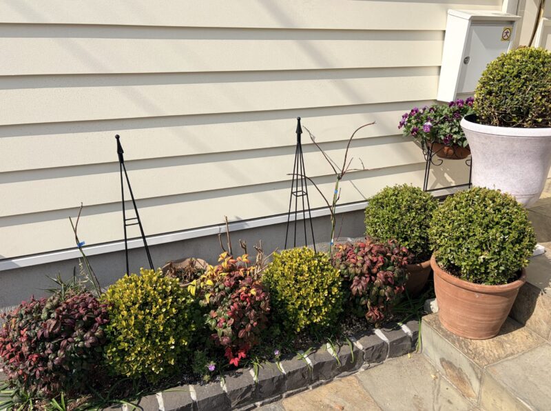 地植えにしたアメリカ藤