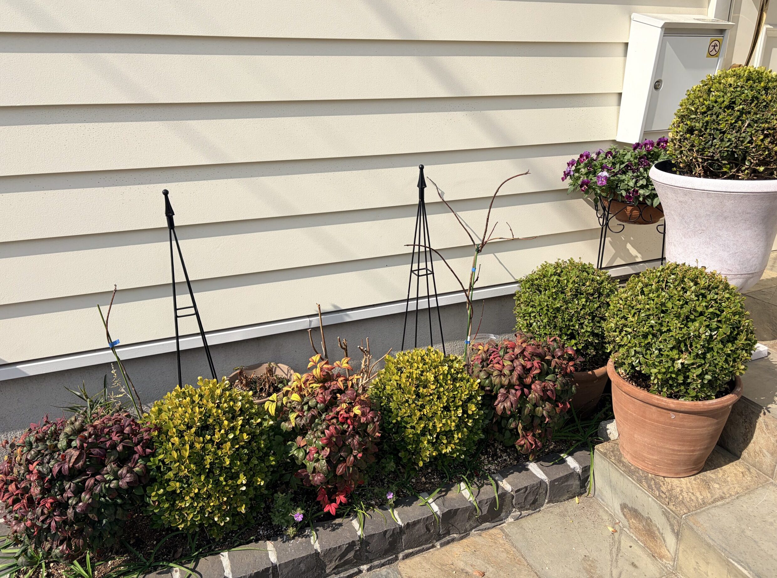 地植えにしたアメリカ藤