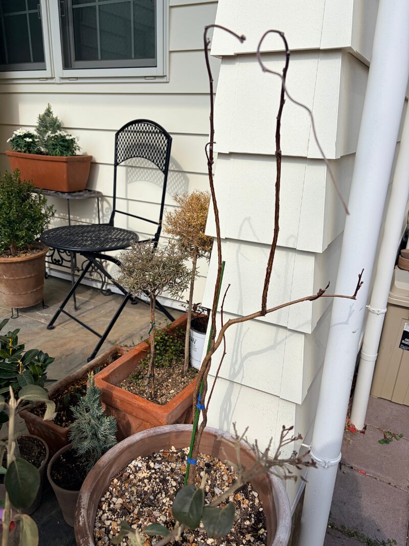 鉢植えのアメリカ藤