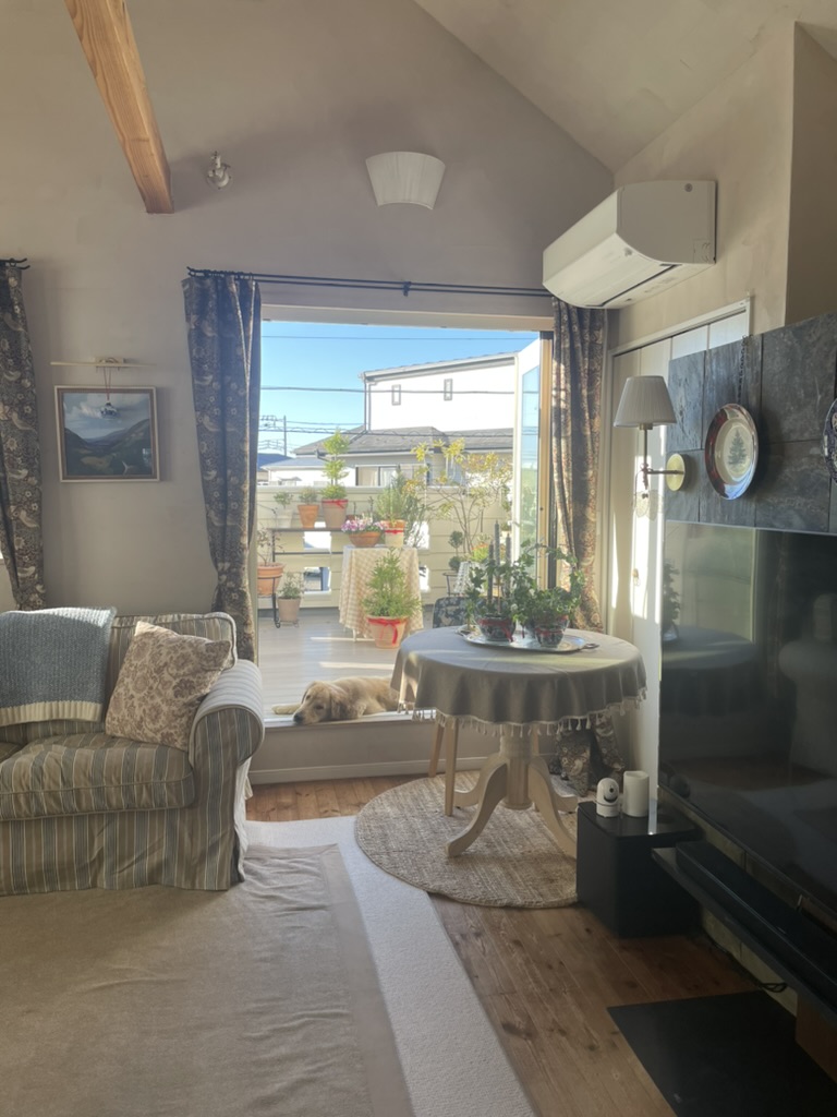 アイビーの置き場所