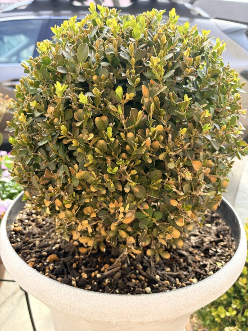 ボックスウッドの冬枯れ