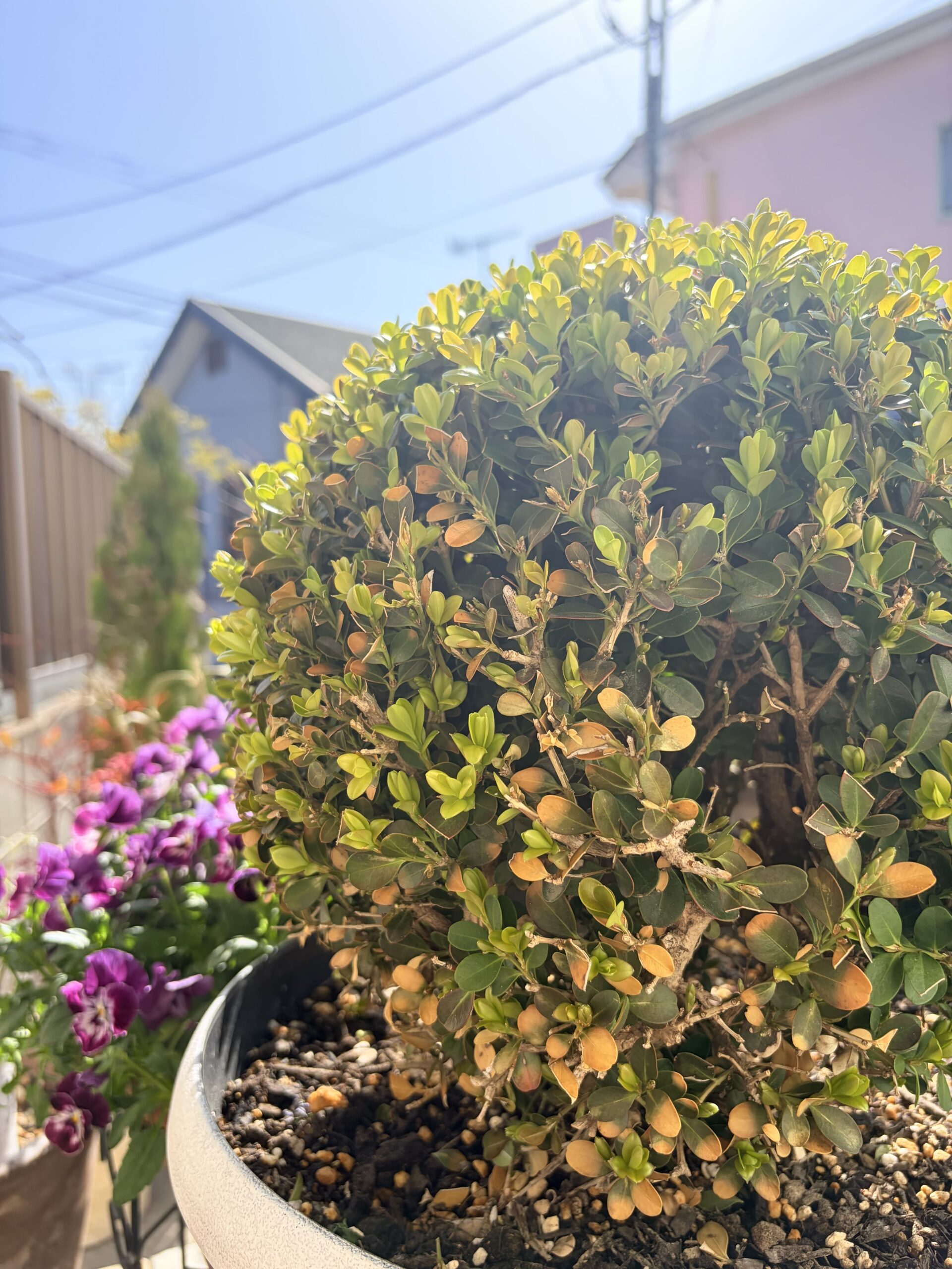 ボックスウッドの冬枯れ