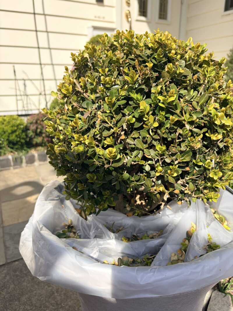 ボックスウッドトリム