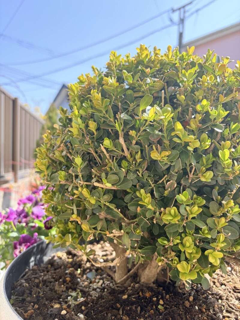 ボックスウッド春のトリム後