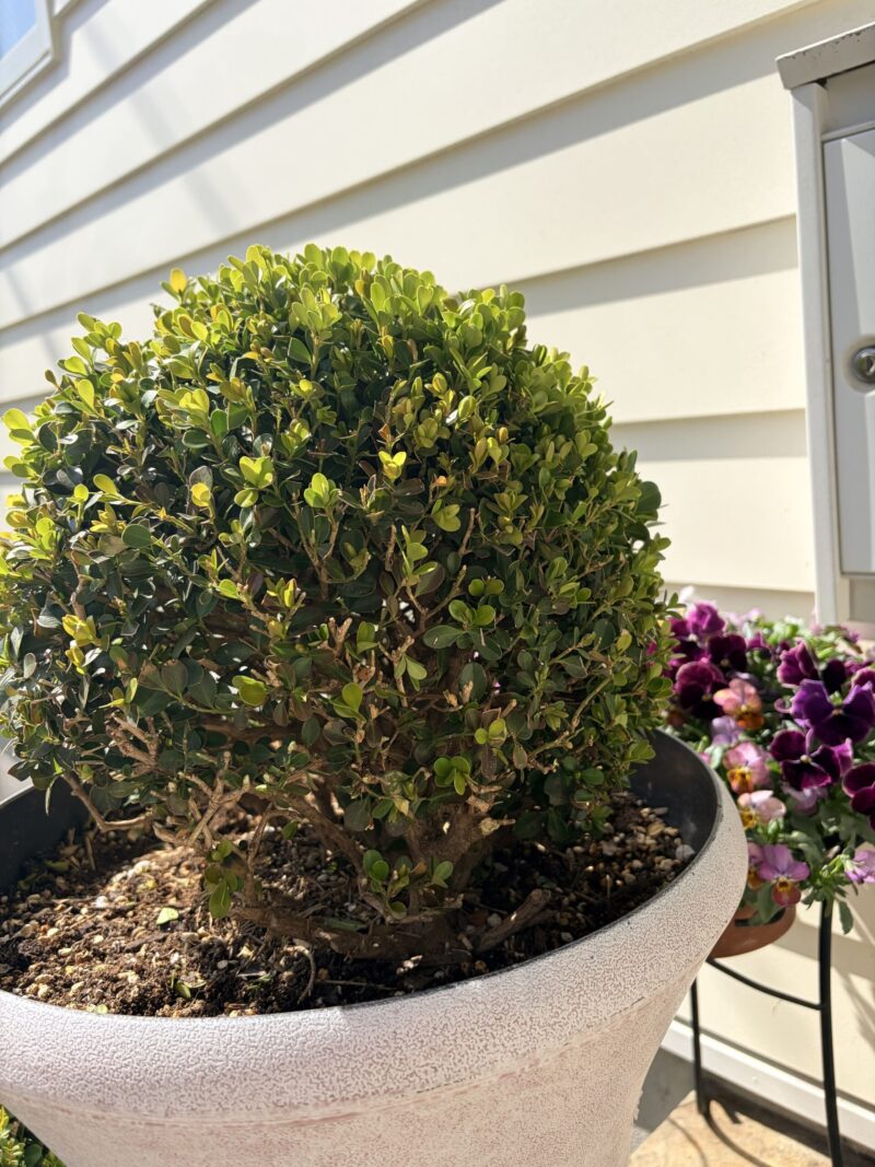 ボックスウッド春のトリム２