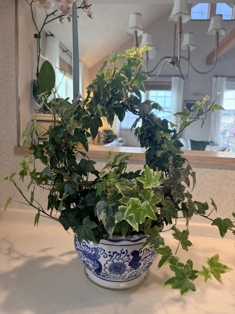 伸び放題になったアイビーのトピアリー