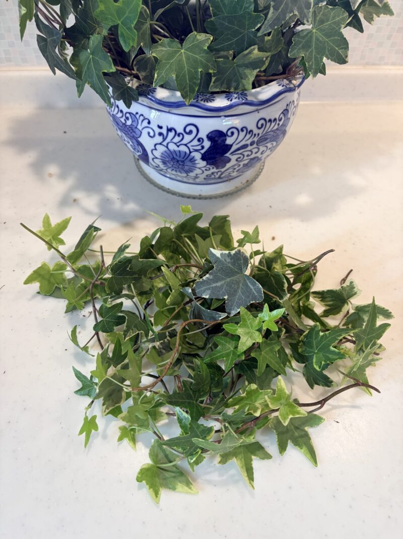 アイビーこれだけ切りました