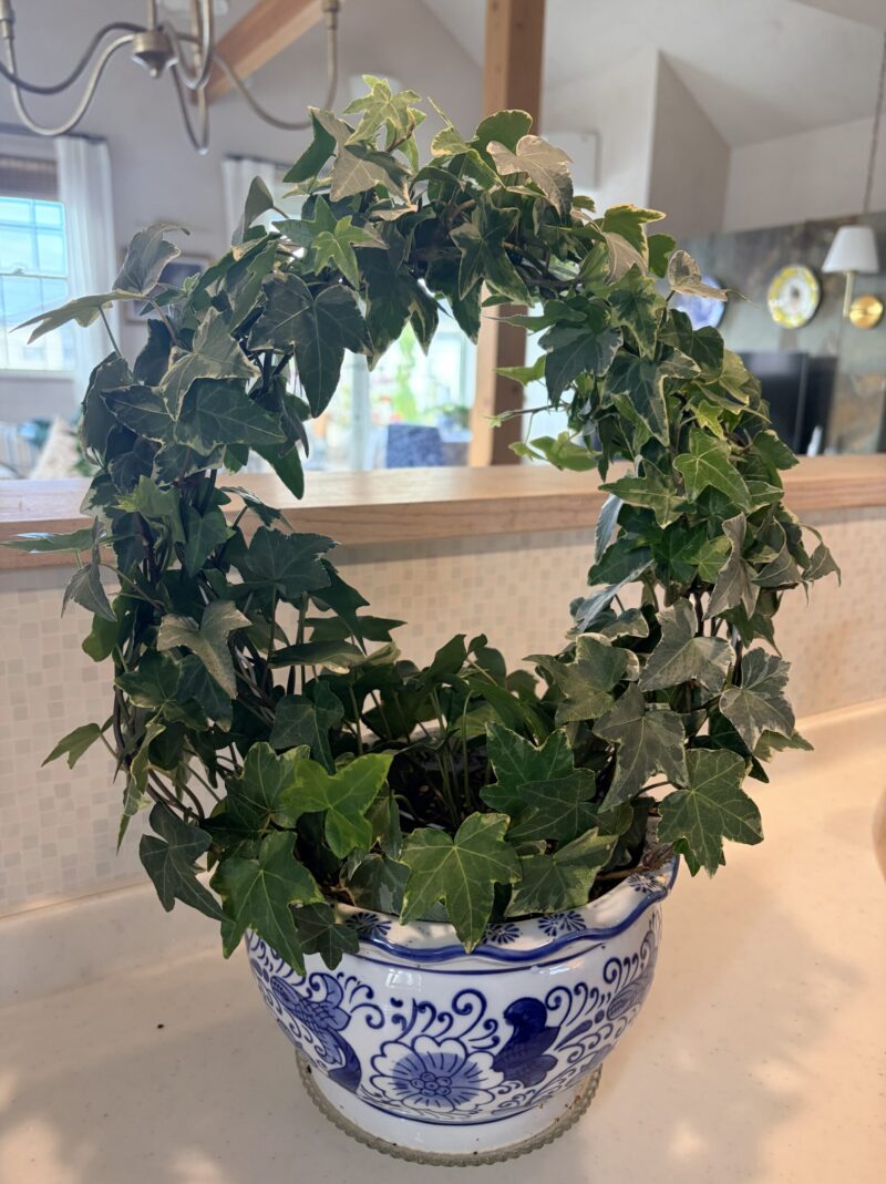 アイビーのトピアリー、剪定後。