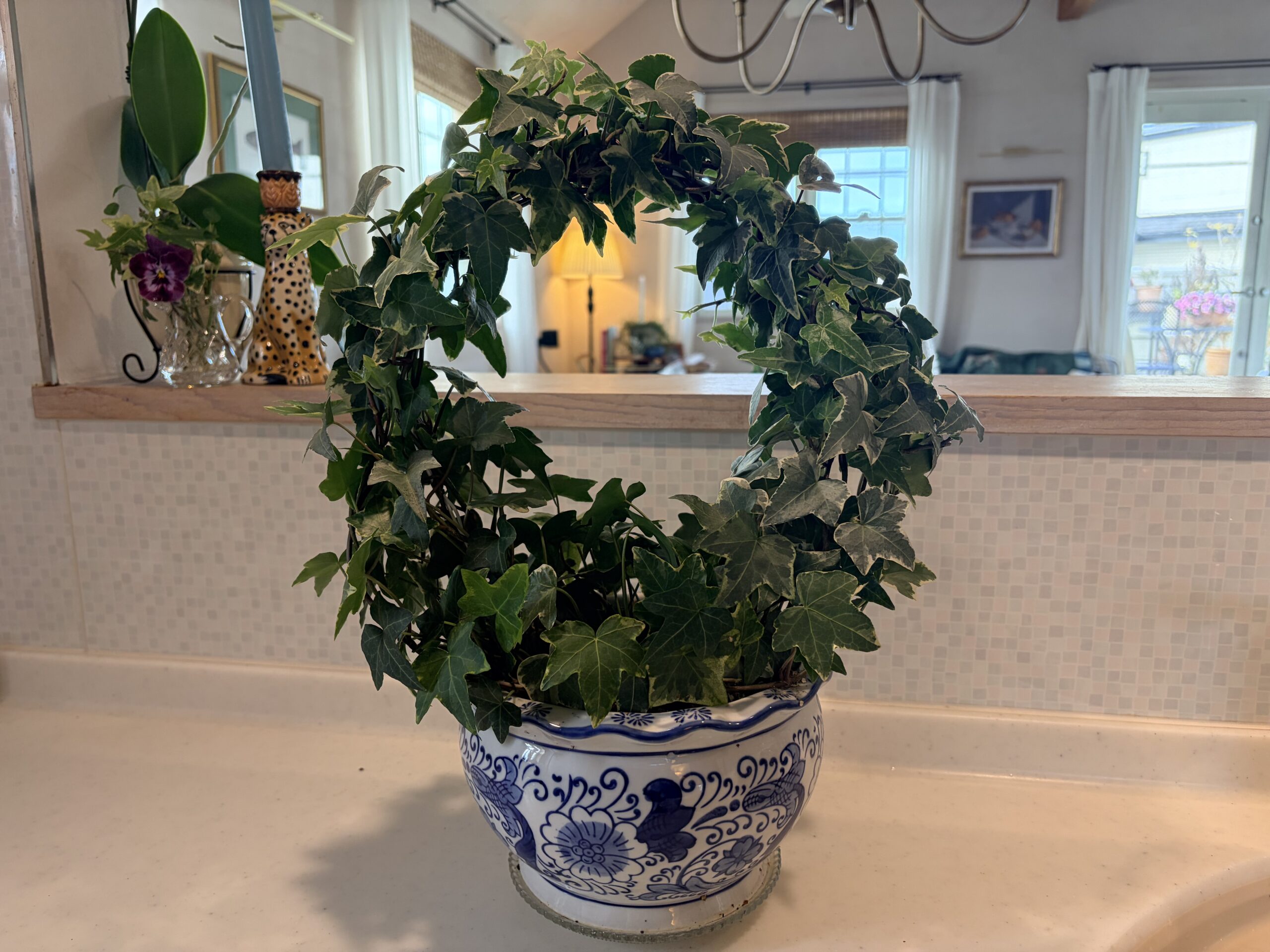 アイビートピアリー剪定後２