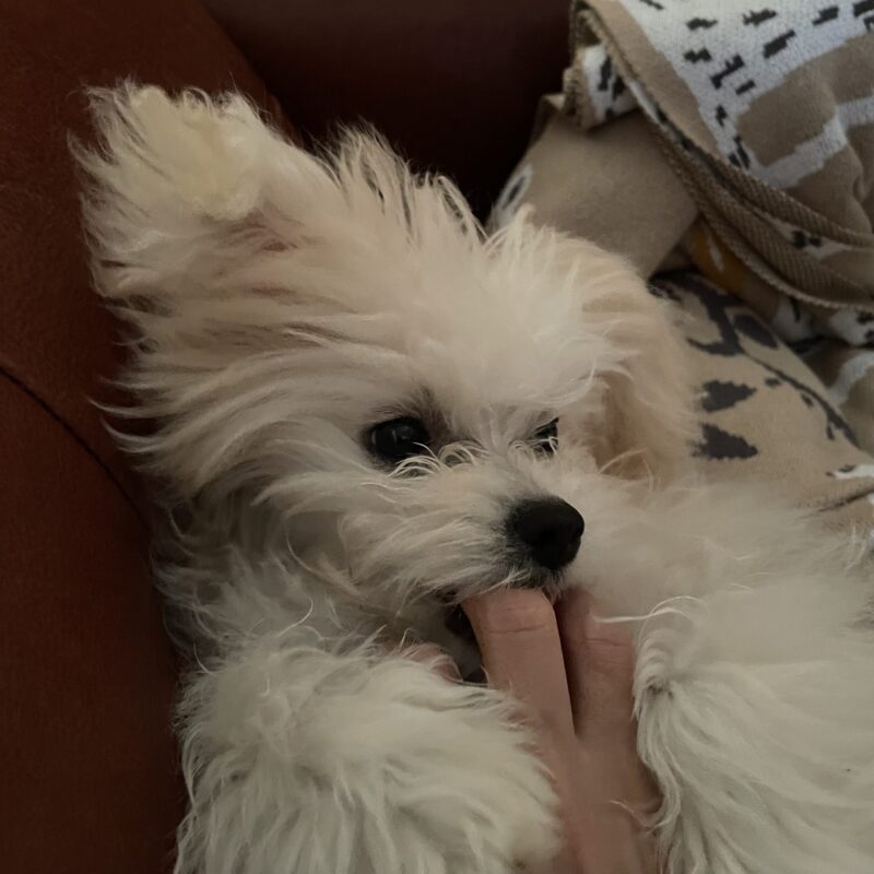 ポメプーのヒナ