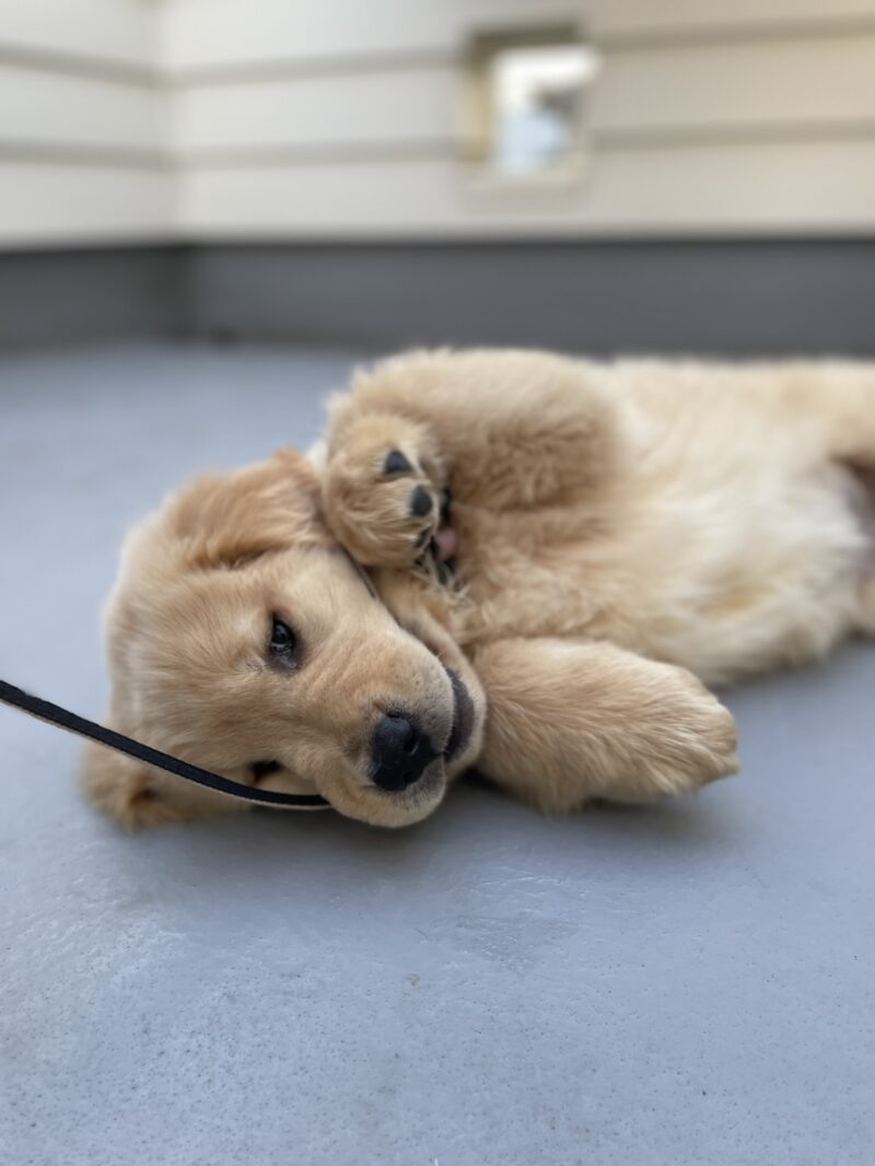 子犬トイレ何回?