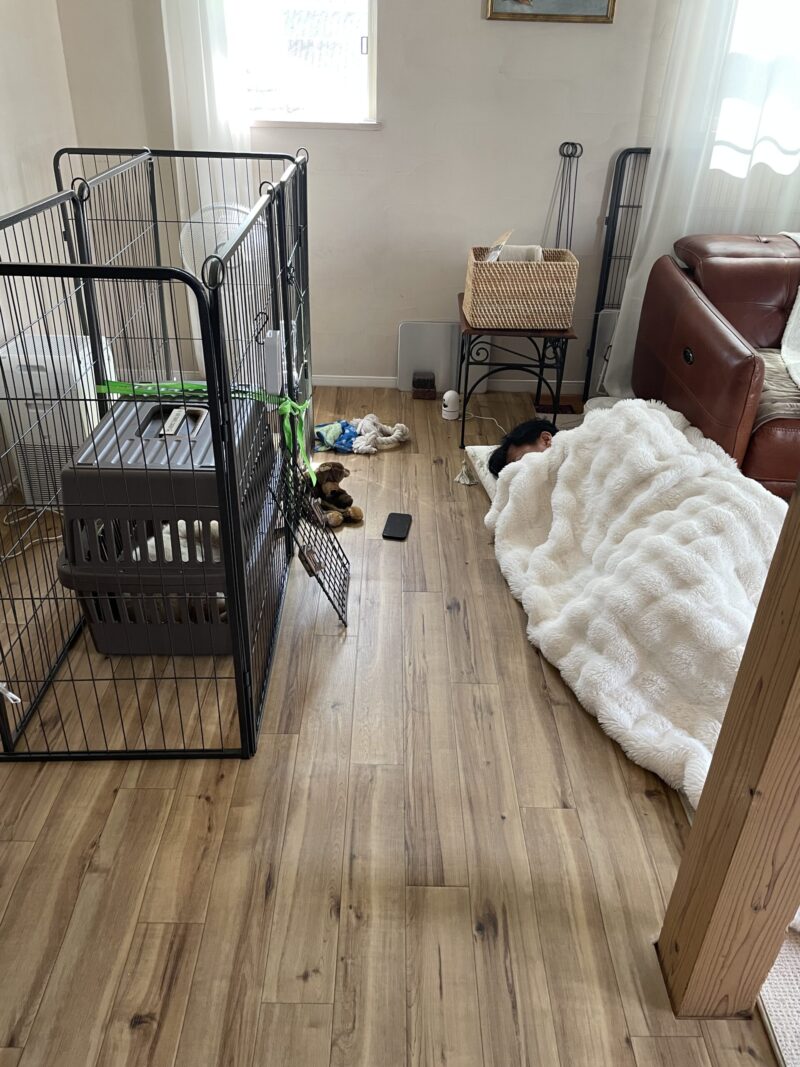 子犬お迎え初日夜