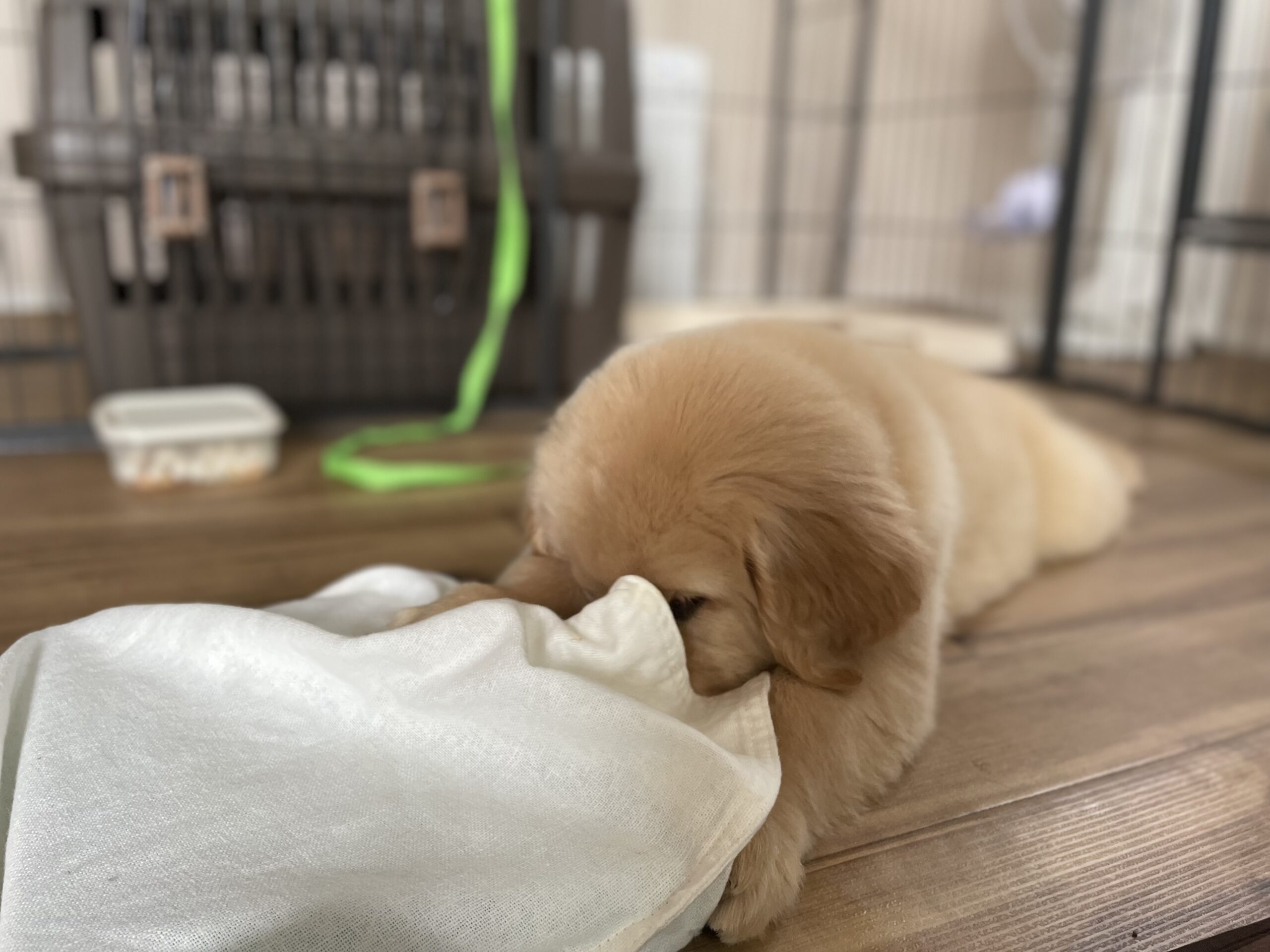 子犬のトイトレ