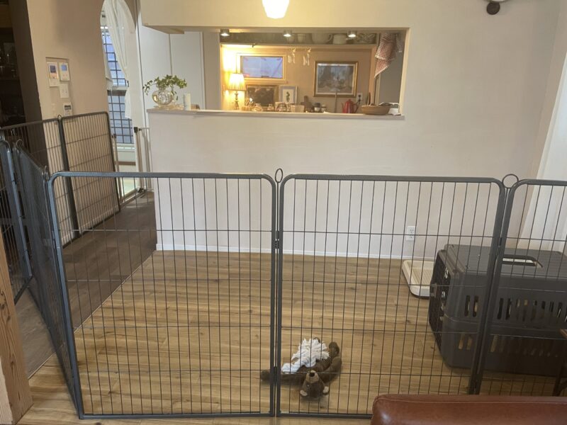 子犬トイレの場所