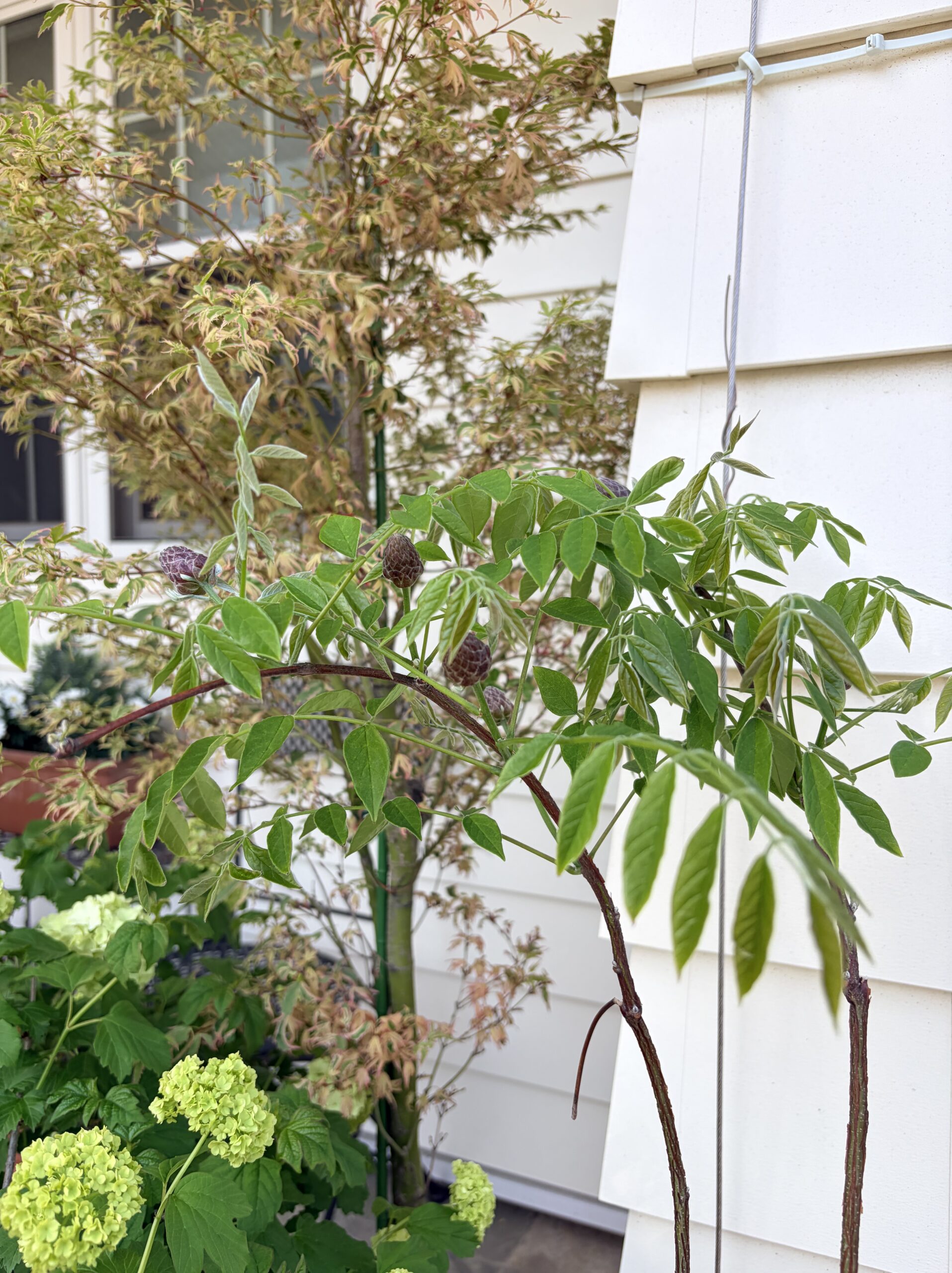 アメリカ藤の誘引