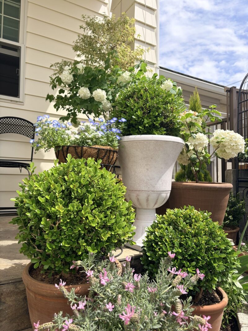 ボックスウッド剪定前２