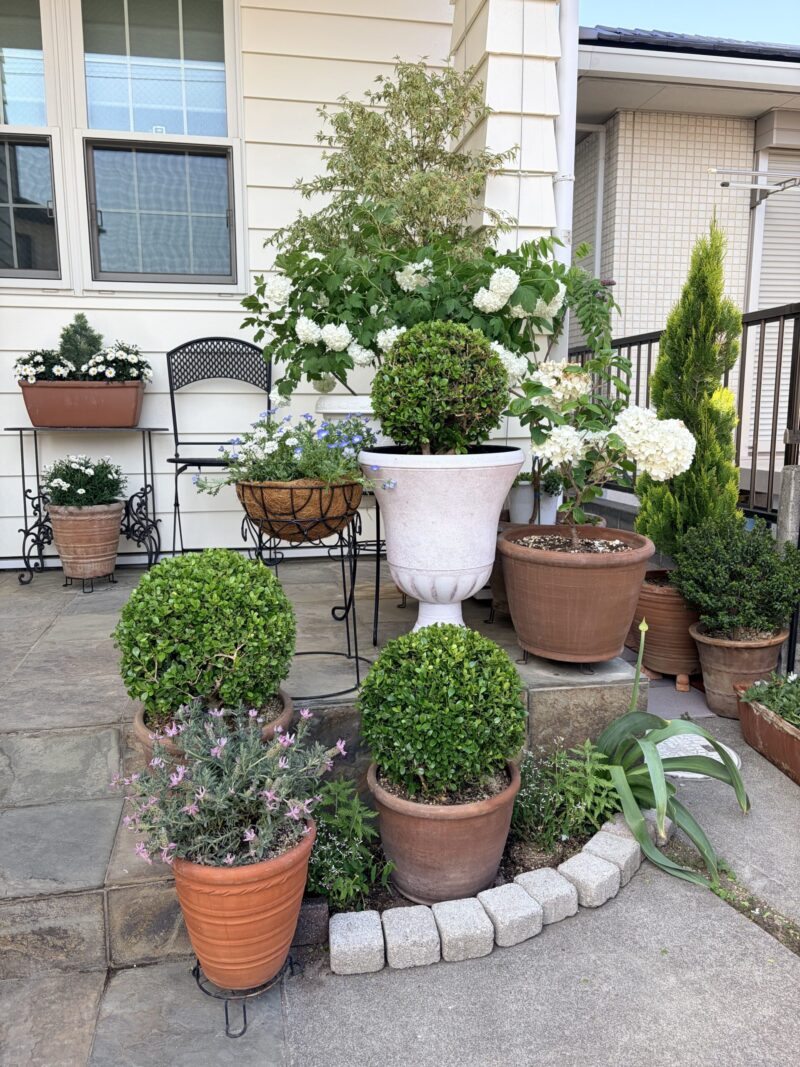 ボックスウッド剪定後２