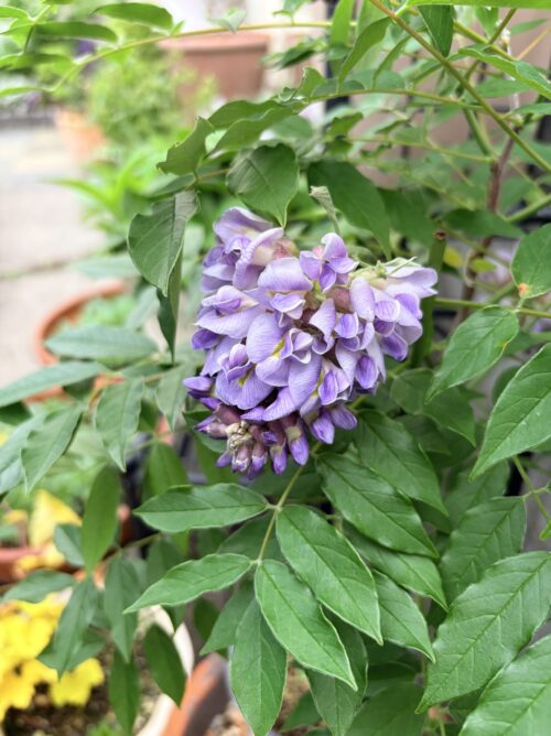 開花したアメリカフジ