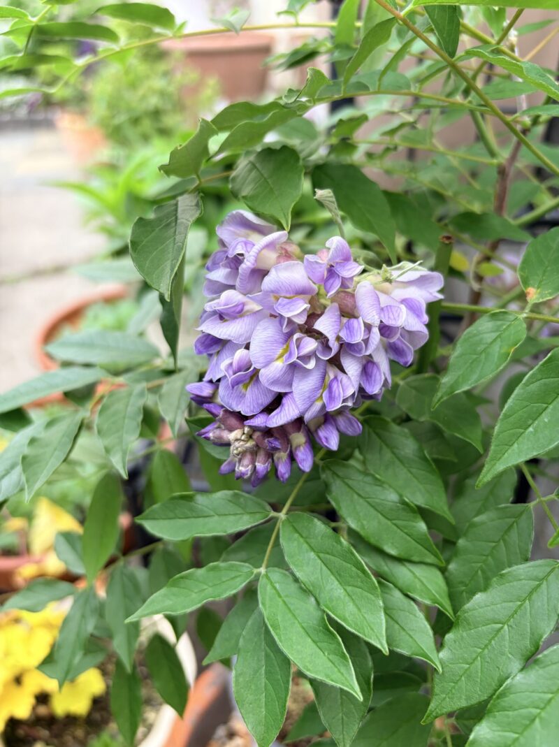 開花したアメリカフジ