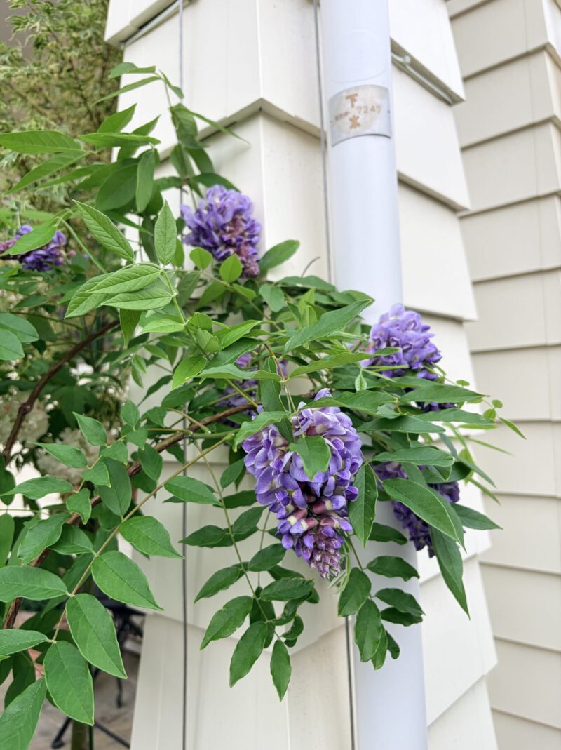 開花したアメリカフジ２