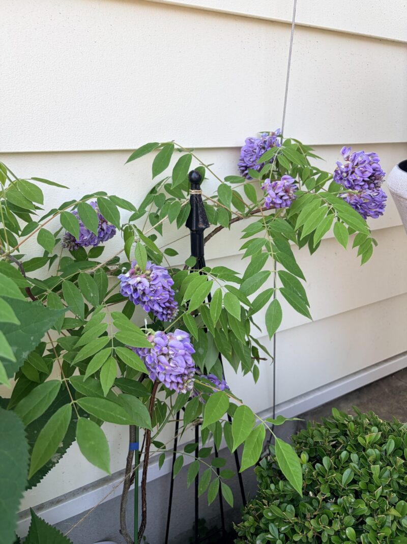 地植えのアメリカフジ