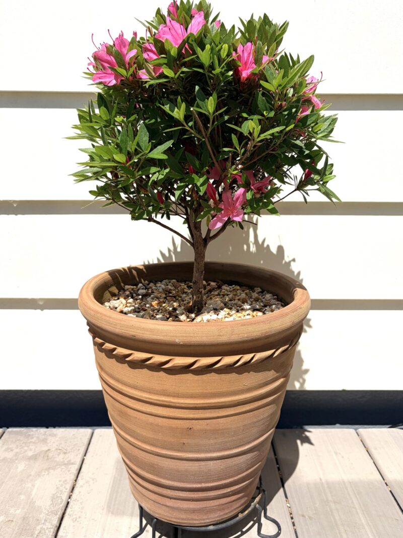 開花したサツキのトピアリー