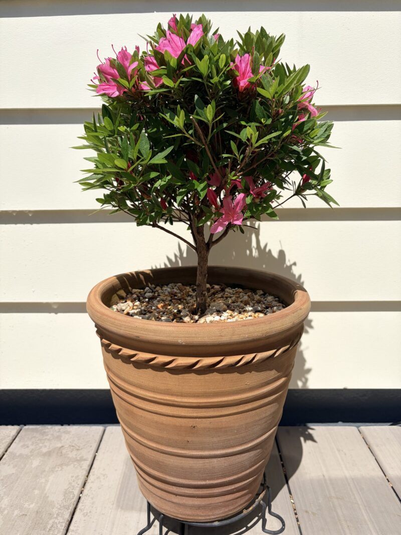 花の咲いたサツキのトピアリー